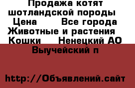 Продажа котят шотландской породы › Цена ­ - - Все города Животные и растения » Кошки   . Ненецкий АО,Выучейский п.